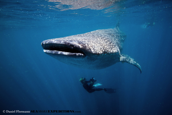 Whale Shark vs snorkeler